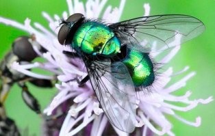 Подборка автомобильных приколов