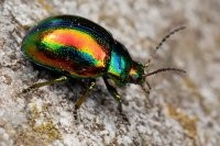 Подборка автомобильных приколов