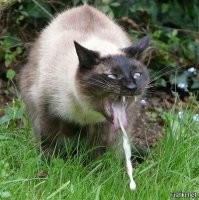 В США осудили учительницу, которая спала со школьником, чтобы вернуть его в стан натуралов