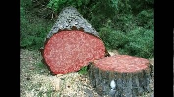 Колбаса размножается вегетативно. Из маленьких почек вырастают большие деревья...