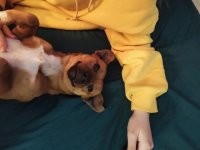 Неделю назад на улице дочка буквально вытащила из-под КАМАЗа пса, видно был домашний, с ошейником типа веревки. На объявления никто не отозвался, и как раз в тот день мороз жахнул с метелью. Не бросать же на улице, привела домой, теперь у нас новый член семьи, умнее и благодарнее собаки в жизни не видела. Дочку боготворит, ни на шаг от нее, когда она уходит в школу, бегает ее ищет, скулит. Ветеринар сказал, молодой пёс, полтора года примерно. Купили таблетки от паразитов, через 10 дней прививать повезём. Полное ощущение, что всегда у нас жил, хотя никаких животных заводить вообще не собирались!