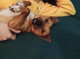 Неделю назад на улице дочка буквально вытащила из-под КАМАЗа пса, видно был домашний, с ошейником типа веревки. На объявления никто не отозвался, и как раз в тот день мороз жахнул с метелью. Не бросать же на улице, привела домой, теперь у нас новый член семьи, умнее и благодарнее собаки в жизни не видела. Дочку боготворит, ни на шаг от нее, когда она уходит в школу, бегает ее ищет, скулит. Ветеринар сказал, молодой пёс, полтора года примерно. Купили таблетки от паразитов, через 10 дней прививать повезём. Полное ощущение, что всегда у нас жил, хотя никаких животных заводить вообще не собирались!