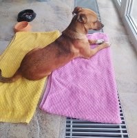 Неделю назад на улице дочка буквально вытащила из-под КАМАЗа пса, видно был домашний, с ошейником типа веревки. На объявления никто не отозвался, и как раз в тот день мороз жахнул с метелью. Не бросать же на улице, привела домой, теперь у нас новый член семьи, умнее и благодарнее собаки в жизни не видела. Дочку боготворит, ни на шаг от нее, когда она уходит в школу, бегает ее ищет, скулит. Ветеринар сказал, молодой пёс, полтора года примерно. Купили таблетки от паразитов, через 10 дней прививать повезём. Полное ощущение, что всегда у нас жил, хотя никаких животных заводить вообще не собирались!