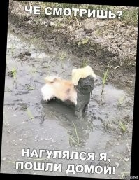 Веселые  картинки