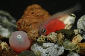 Привет, Дим! Помимо ошибок в русском языке, копипастя, ты не проверил инфу от слова- совсем. Нерка в 60-70 см (максимальный размер) имеет вес 9-12 кг, а не 3 кг))) 3 кг только голова весит))) Ну а что касается бутера с красной рыбкой, то форель никто не отменял- вкусняшка)))
и еще- я один тут красного кролика увидел?)))