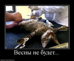 Веселые  картинки