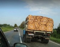 это фотошоп. никто такой уйнёй заниматься не будет. 
во 1-х, это времени сколько надо
а во 2-х, по грузоподъёмности кузов можно и так до максимума забить, не тратя время на подбирание 3-х и 5-и угольных кусков. ещё одно бревно сверху положили бы, или две половины - и все дела.
а в 3-х - если приглядеться - видно по левому верхнему краю на самом краю 3-х угольный кусок лежит, а чуть дальше уже нормальное круглое бревно, там не фотошопили.