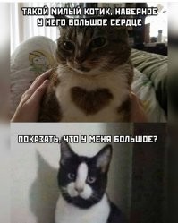 13 милейших фотографий кошек, которые убеждают, что мурлыки в доме просто необходимы