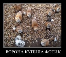 Побаяню немного.Демотиваторы