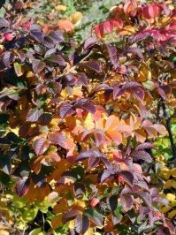 Цветы, макро, часть 1