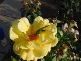 Цветы, макро, часть 1