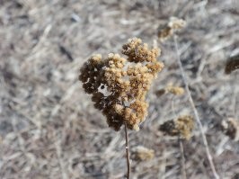 Цветы, макро, часть 1