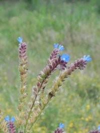 Цветы, макро, часть 1