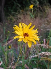 Цветы, макро, часть 1