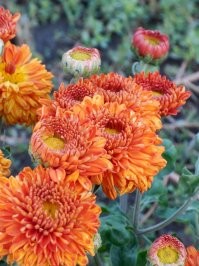 Цветы, макро, часть 1