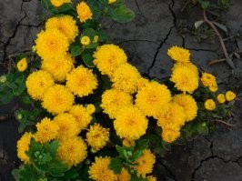 Цветы, макро, часть 1