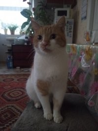 Представлю еще одного номинанта
К сожалению или я уже разучился ловить момент или он не любит документирование способностей, но факт остается фактом - каноническую сцену с умильными глазками, поджиманием лапок и жалобным мявом, как у некормленного месяц кота, получить так и не удалось ;)