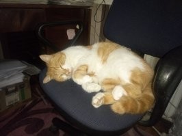 Представлю еще одного номинанта
К сожалению или я уже разучился ловить момент или он не любит документирование способностей, но факт остается фактом - каноническую сцену с умильными глазками, поджиманием лапок и жалобным мявом, как у некормленного месяц кота, получить так и не удалось ;)