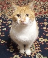 Представлю еще одного номинанта
К сожалению или я уже разучился ловить момент или он не любит документирование способностей, но факт остается фактом - каноническую сцену с умильными глазками, поджиманием лапок и жалобным мявом, как у некормленного месяц кота, получить так и не удалось ;)