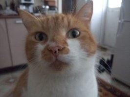 Представлю еще одного номинанта
К сожалению или я уже разучился ловить момент или он не любит документирование способностей, но факт остается фактом - каноническую сцену с умильными глазками, поджиманием лапок и жалобным мявом, как у некормленного месяц кота, получить так и не удалось ;)