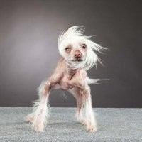 Как можно из волка получить эту хренотень на ножках?