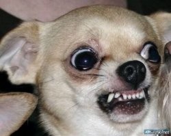 Я даже знаю самую "ПРОСОЦИАЛЬНУЮ" породу! 
0,5 кило доброжелательности и миролюбия на трясущихся спичках, вместо лап! 
Бультерьеры обзавидуются их социальной активности...