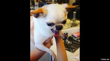 Я даже знаю самую "ПРОСОЦИАЛЬНУЮ" породу! 
0,5 кило доброжелательности и миролюбия на трясущихся спичках, вместо лап! 
Бультерьеры обзавидуются их социальной активности...