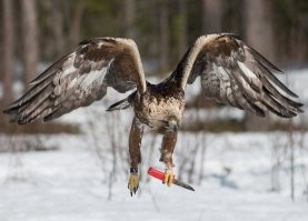 Горный арол. Налэтит - зарэжэт.