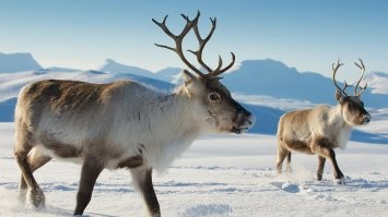 А северных оленей легко найти на Среднем Востоке?