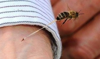 Пчела не может ужалить "чуть-чуть"
ужалив, она однозначно ПОГИБАЕТ, т.к. жало имеет специальные зазубрины, и с ним пчела теряет и "кишки"