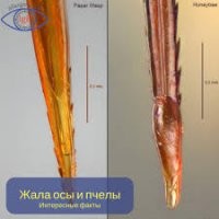 Пчела не может ужалить "чуть-чуть"
ужалив, она однозначно ПОГИБАЕТ, т.к. жало имеет специальные зазубрины, и с ним пчела теряет и "кишки"