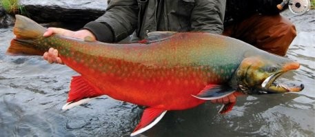 Мне голец очень нравится)