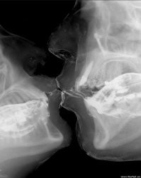 Рентгеновские снимки, которые открывают мир с неожиданной стороны