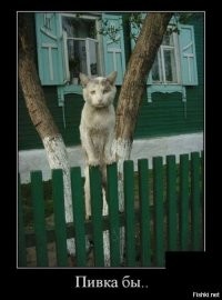 Образ кота в демотиваторах