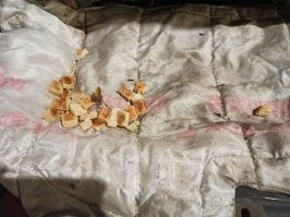 В продолжение животных под капотом:
Видимо, крыса. Натаскала мне под капот печений, а через пару дней - черного хлеба.
