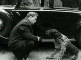 Вроде как эта сцена  импровизация - собака появилась на площадке случайно.