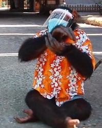 Вымерли от гриппа. У динозавров ушей не было, чтобы маски медицинские носить. У обезьян уши были.