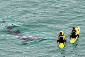 Смешные и познавательные картинки