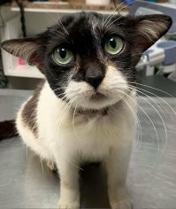 ага, выжрали две бутылки и списали на кота