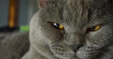 Кошки никого не лечат, они лишь  ложатся на тёплое место  так воспалённые места на человеке теплее.  Более того коты и кошки если в семье есть младенец то в поисках тёплого места они могут взгромоздится на него и случайно удушить.