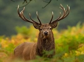 Марал в замешательстве.