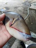 Ми.не.тка обыкновенная