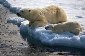 Белые медведи выдохнули с облегчением.