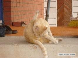 Залипательные картины знаменитостей из смайлов