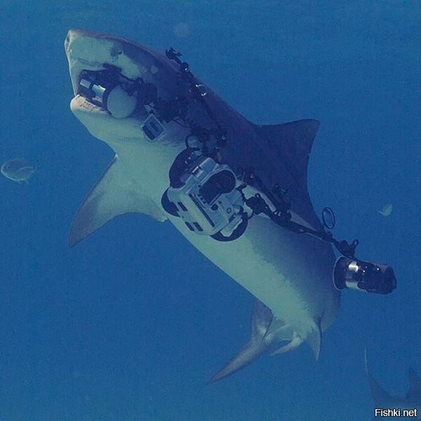 А чем, простите, он снимал акулу, если камера у акулы?