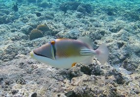 Что ты вообще такое? 