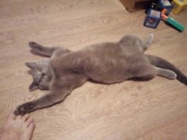 Был у меня такой ,шкодина ещё та