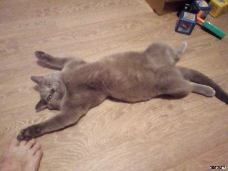 Был у меня такой ,шкодина ещё та