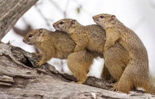 Первая слева белка: Ну когда же?
Вторая белка: Какого х-у-я?..
Третья: Е-е-е-е-е!