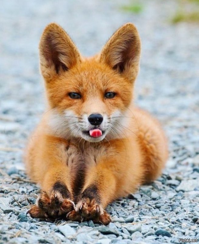 Солянка от 27.02.2021